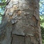 Ficus salicifolia Bark