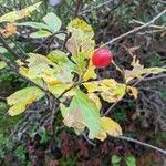 Sorbus chamaemespilus Frukto