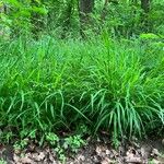 Melica uniflora List