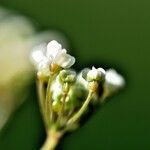 Conopodium pyrenaeum Frucht