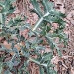 Eryngium campestre Feuille