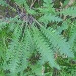 Pedicularis canadensis Yaprak