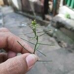 Sisymbrium erysimoides Leaf