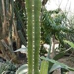 Cereus hildmannianus Kora