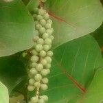 Coccoloba uvifera Fruit