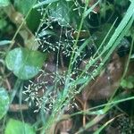 Agrostis capillaris Blomma