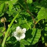 Rubus pruinosus花