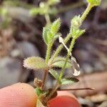 Cerastium pumilum Foglia