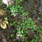 Chrysosplenium americanum عادت