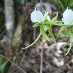 Angraecum eburneum Floare