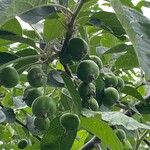 Malus coronaria Fruit