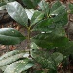 Erythroxylum emarginatum Φύλλο