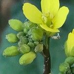 Brassica nigra Blomma