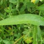 Centaurea nigrescens 叶