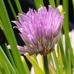 Allium schoenoprasum Flower