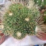 Mammillaria spinosissima 葉