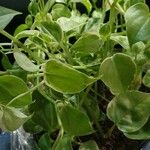 Peperomia scandens Leaf