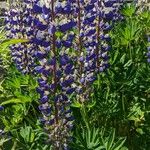 Lupinus × regalis Λουλούδι