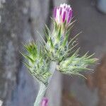 Carduus tenuiflorus Λουλούδι