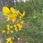 Genista aetnensis Flower