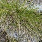 Carex filifolia Feuille