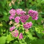 Spiraea japonicaFlower