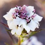 Calycadenia multiglandulosa Flower