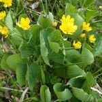 Ranunculus thora Bloem