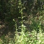 Erechtites hieraciifolius Habitus