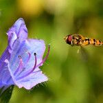 Echium plantagineum Flor