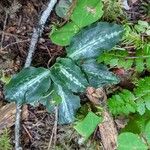 Goodyera oblongifolia Leaf