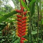 Heliconia rostrataFlower