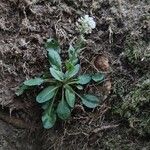 Noccaea caerulescens Hábito