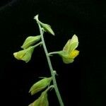 Crotalaria albida Цветок
