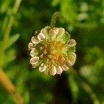 Cotula australis Fruit