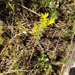 Sedum lanceolatum Elinympäristö