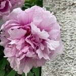 Paeonia × suffruticosaᱵᱟᱦᱟ