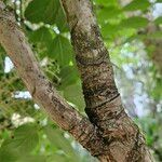 Aralia elata Corteccia