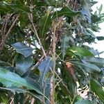Stenocarpus sinuatus Levél