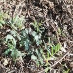 Calliandra humilis List