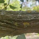 Lonicera maackii Écorce