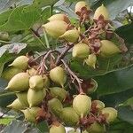 Paulownia tomentosaFruto