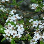 Prunus fruticosa Flower