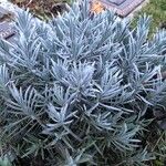 Lavandula × intermedia Leaf