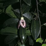 Passiflora laurifolia Flor