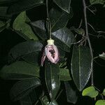 Passiflora laurifolia Цвят