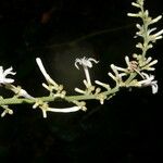 Angostura granulosa 花