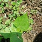 Sida cordata Frunză