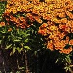 Helenium autumnale Yeri