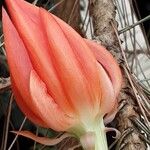 Disocactus ackermannii फूल